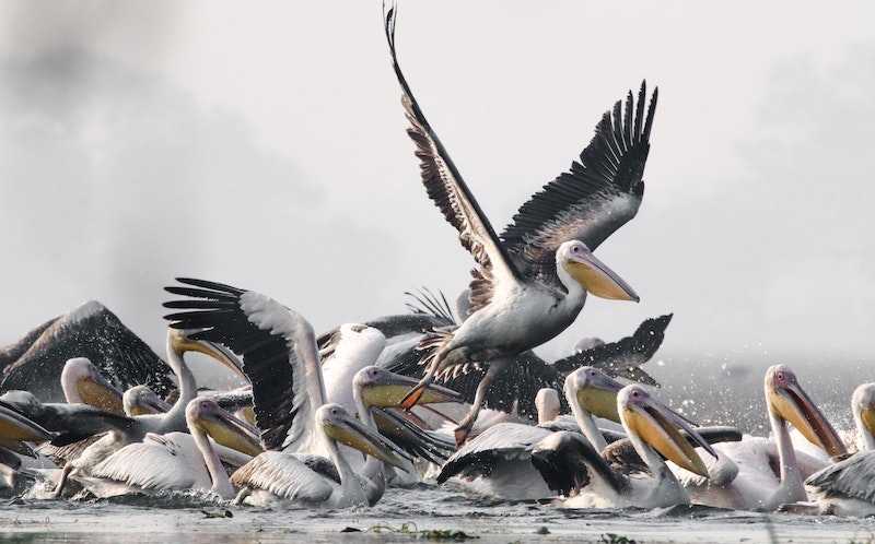 A flock of pelicans on water